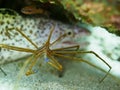 Yellowline arrow crab, Stenorhynchus seticornis. CuraÃÂ§ao, Lesser Antilles, Caribbean Royalty Free Stock Photo