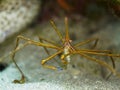 Yellowline arrow crab, Stenorhynchus seticornis. CuraÃÂ§ao, Lesser Antilles, Caribbean Royalty Free Stock Photo