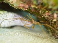 Yellowline arrow crab, Stenorhynchus seticornis. CuraÃÂ§ao, Lesser Antilles, Caribbean