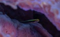 Yellowline goby, Elacatinus horsti, Bonaire. Caribbean Diving holiday