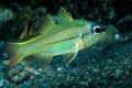 yellowlined cardinalfish fish sandy bottom Royalty Free Stock Photo