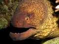 Yellowmargin Moray