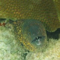 Fish - Yellowmargin moray
