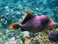 Yellowmargin triggerfish