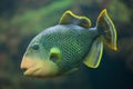 Yellowmargin triggerfish Pseudobalistes flavimarginatus. Royalty Free Stock Photo