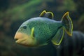 Yellowmargin triggerfish Pseudobalistes flavimarginatus. Royalty Free Stock Photo