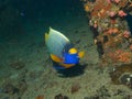 Yellowmask Angelfish Royalty Free Stock Photo