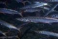 Yellowmouth Barracuda Sphyraena viridensis in the Mediterranean Sea Royalty Free Stock Photo