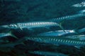 Yellowmouth Barracuda Sphyraena viridensis in the Mediterranean Sea Royalty Free Stock Photo