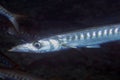 Yellowmouth Barracuda Sphyraena viridensis in the Mediterranean Sea Royalty Free Stock Photo