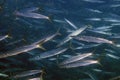 Yellowmouth Barracuda Sphyraena viridensis in the Mediterranean Sea Royalty Free Stock Photo