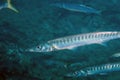 Yellowmouth Barracuda Sphyraena viridensis in the Mediterranean Sea