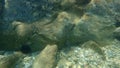 Yellowmouth barracuda or yellow barracuda, barracuda Sphyraena viridensis undersea, Aegean Sea Royalty Free Stock Photo