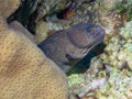 Yellowmouth Moray Gymnothorax nudivomer in the Red Sea