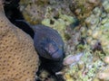 Yellowmouth Moray Gymnothorax nudivomer in the Red Sea