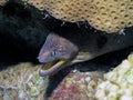 Yellowmouth Moray Gymnothorax nudivomer in the Red Sea