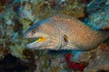 Yellowmouth moray