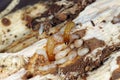 Yellownecked dry-wood termite Kalotermes flavicollis, a serious pest