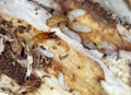 Yellownecked dry-wood termite Kalotermes flavicollis, a serious pest