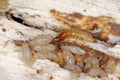 Yellownecked dry-wood termite Kalotermes flavicollis