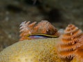 Yellownose Goby and Christmas Tree Worms 01