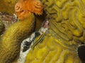 Yellownose Goby and Christmas Tree Worms 02