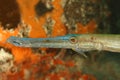 Yellownose Goby Cleaning a Trumpetfish - Bonaire