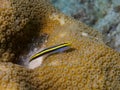 Yellownose Goby 03