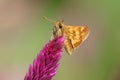 Yellowpatch Skipper