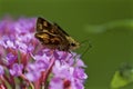 Yellowpatch Skipper on Butterfly Bush 815903