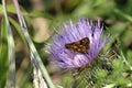 Yellowpatch Skipper 602114