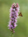 Yellowpatch Skipper Butterfly