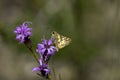 Yellowpatch Skipper 803532