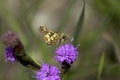 Yellowpatch Skipper 803536