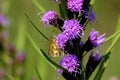 Yellowpatch Skipper on Rough Blazing Star 601803