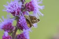 Yellowpatch Skipper on Rough Blazing Star 803578