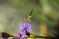 Yellowpatch Skipper 803538