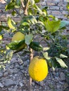 Yellowripe large lemons on a tree branch. Hill lemon ripe fruit Royalty Free Stock Photo