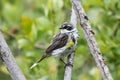 Yellowrumped Warbler Royalty Free Stock Photo