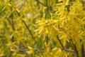 Yellows, bright forsythia flowers in spring