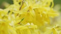 Yellows, bright forsythia flowers in spring. Natural beauty of spring nature. Rack focus.