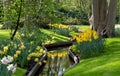 Yellows daffodils and white narcissi at Keukenhof Gardens, Lisse, Netherlands. Keukenhof is known as the Garden of Royalty Free Stock Photo