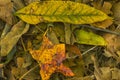 The Yellows, Greens, and Little Red of Fall Royalty Free Stock Photo