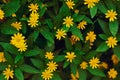 yellows of melampodium flower with green leaf. beauty floral for background
