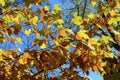 Yellows and oranges of the changing leaves in fall make patterns and shapes and colors against the blue southwestern sky