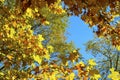 Yellows and oranges of the changing leaves in fall make patterns and shapes and colors