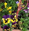 Yellows and purples pansies flowers Royalty Free Stock Photo