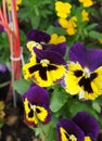 yellows and purples pansies flowers Royalty Free Stock Photo