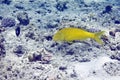 Yellowsaddle goatfish (parupeneus cyclostomus)