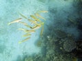 Yellowsaddle goatfish school Royalty Free Stock Photo